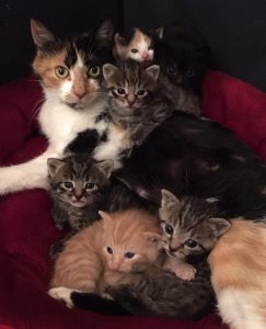 Beter laat dan vroeg – wanneer kunnen kittens van de moeder gescheiden worden?