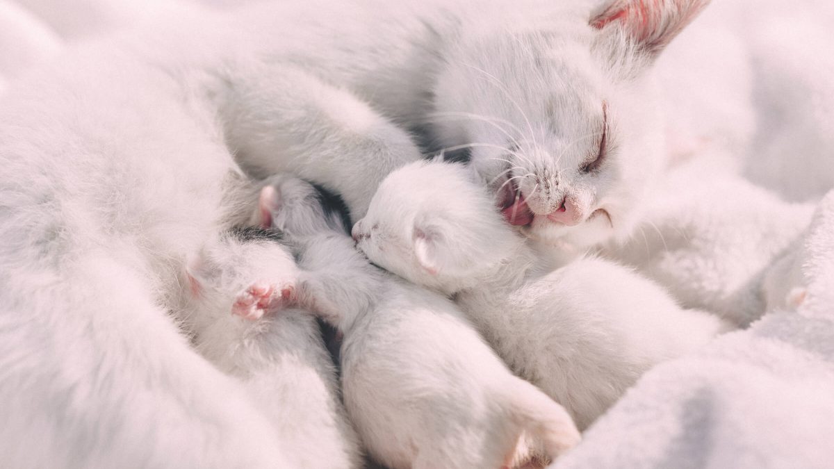 Beter laat dan vroeg – wanneer kunnen kittens van de moeder worden? | Kat