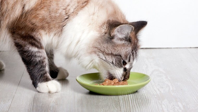 Badkamer behuizing Leggen Weet wat je kat eet? | Kat zoekt thuis